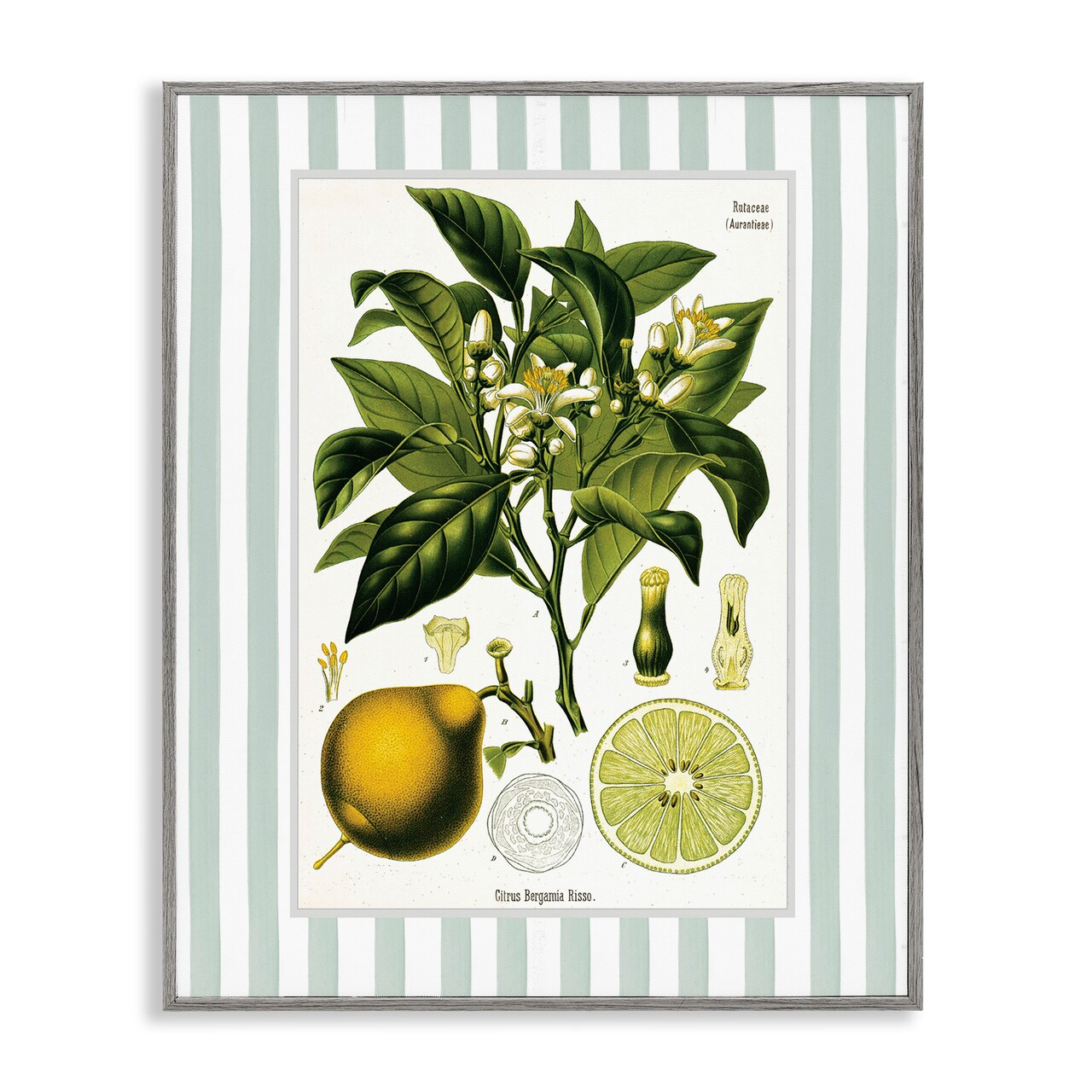 Stupell Industries Lemon Plant Green Stripes Framed Giclee, design by Lettered and Lined